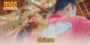 Đá Gà RS88 - Sảnh Cược Đẳng Cấp Top 1 Làng Cược