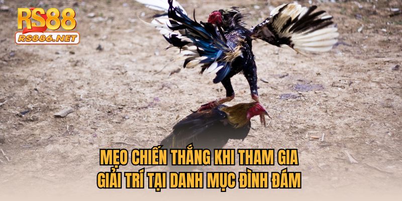 Mẹo chiến thắng khi tham gia giải trí tại danh mục đình đám 