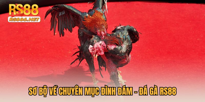 Sơ bộ về chuyên mục đình đám - Đá gà RS88